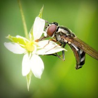 /album/emmas-pysselsida-/photolia-a02-jpg/